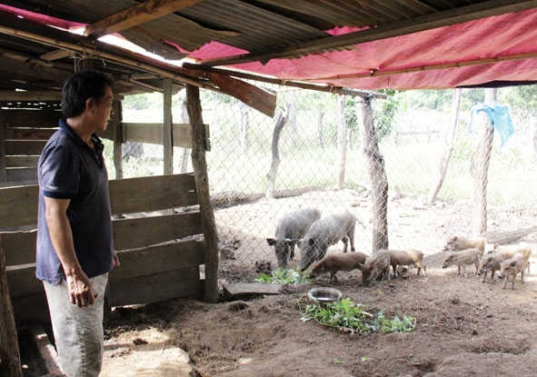 Anh Đinh Văn Thông phát triển mô hình nuôi heo rừng lai từ hỗ trợ ban đầu của Dự án Giảm nghèo.