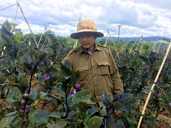 Anh Phan Xuân Hùng (thôn Đoàn Kết) chăm sóc vườn cà tím của gia đình.