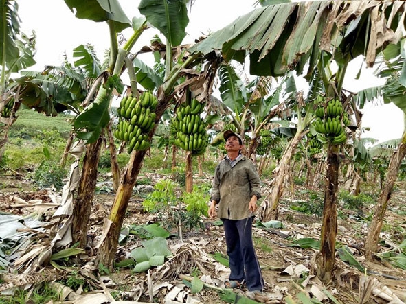 Gia đình ông Võ Ngọc Kiên ở thôn 4, xã Ea Pil đã mạnh dạn đầu tư chuyển đổi gần 1 ha đất trồng hoa màu kém hiệu quả sang trồng chuối.  