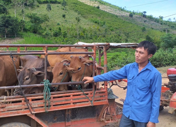 Anh Lý Seo Páo với niềm vui được nhận bò từ Dự án 