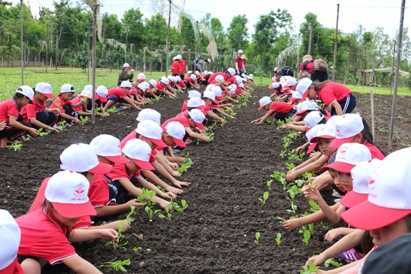Học sinh  Tiểu học hào hứng tham gia trồng rau xanh. 