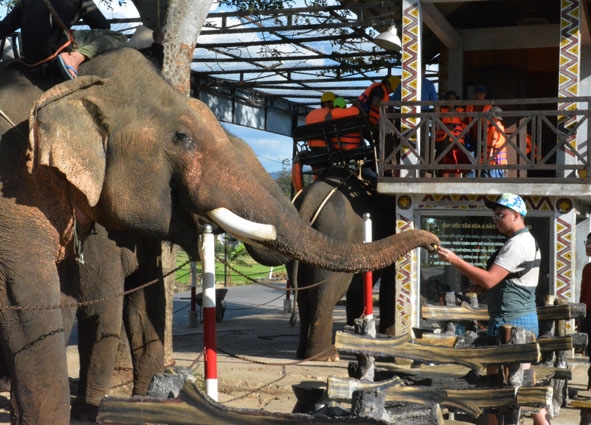 Khách du lịch chụp ảnh với voi tại buôn Jun (thị trấn Liên Sơn).