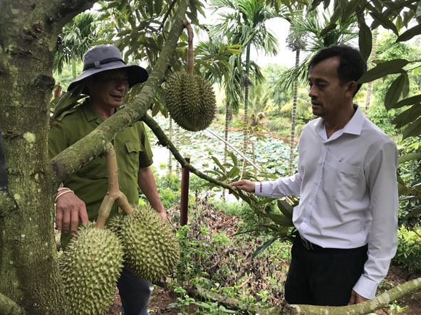 Một hộ dân trên địa bàn huyện Krông Pắc phát triển mô hình cây ăn trái từ nguồn vốn vay.