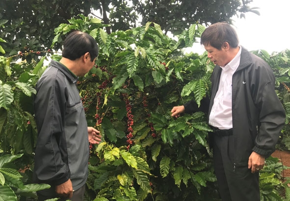 Cán bộ Agribank Đắk Lắk (bên phải) kiểm tra hiệu quả vốn vay tái canh cà phê của một doanh nghiệp  trên địa bàn huyện Ea Kar.