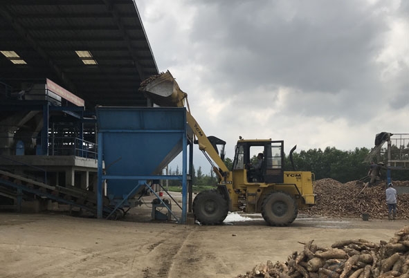 Đưa sắn nguyên liệu vào dây chuyền  sản xuất tinh bột sắn của Công ty TNHH Thương mại  Khánh Dương Đắk Lắk.  