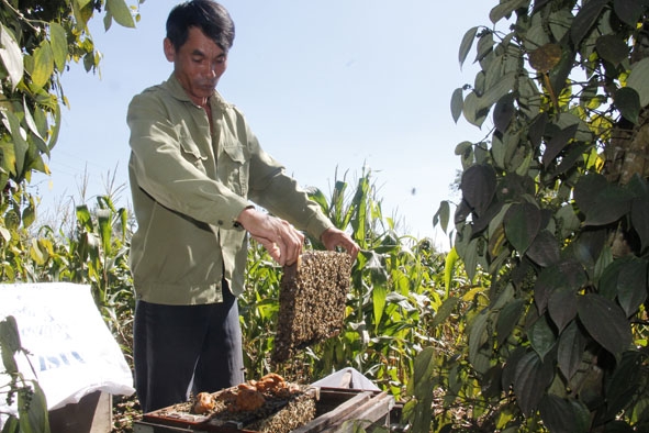 Một cầu ong đầy mật tại trại ong của anh Trần Công Liền. 