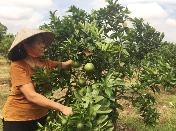 Vườn cây ăn quả của gia đình chị Trịnh Thị Hoa đang chuẩn bị cho vụ thu hoạch sau Tết Nguyên đán. 