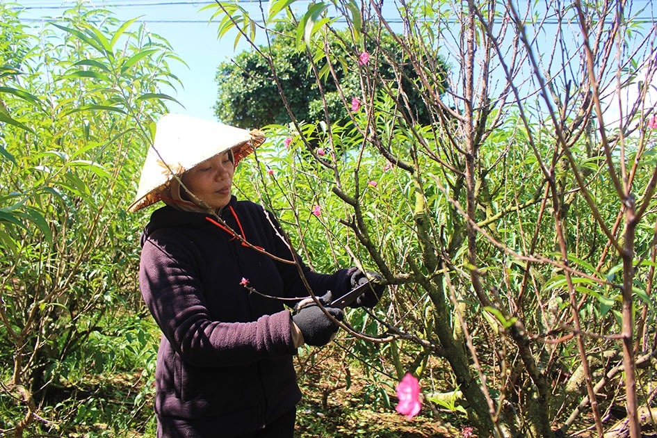 Chị Vũ Thị Hằng (thị xã Buôn Hồ) chăm sóc vườn đào.