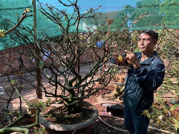 Anh Nguyễn Xuân Hào dùng lưới che nắng để kìm hoa nở sớm.