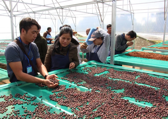 Người dân tham quan mô hình sản xuất cà phê chất lượng cao tại thị xã Buôn Hồ.  