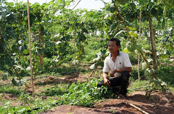 Mô hình tưới phun mưa tự động cho bầu bí của gia đình ông Nguyễn Duy Phóng ở thôn 1, xã Ea Huar.
