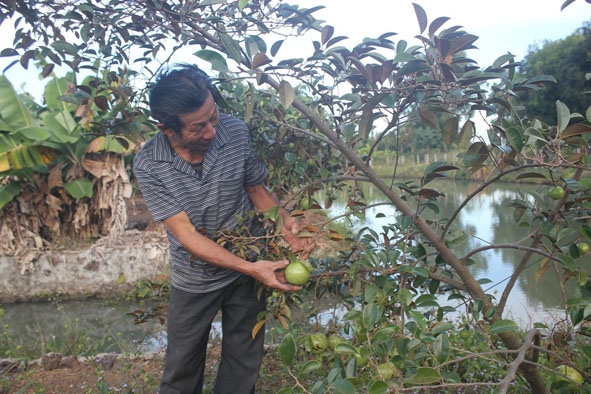 Nhiều diện tích cây ăn quả của gia đình ông Phùng bắt đầu cho thu hoạch ổn định.