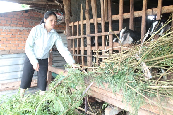 Người dân xã Ea Siên xây dựng chuồng trại chăn nuôi để hạn chế tình trạng gây ô nhiễm môi trường.