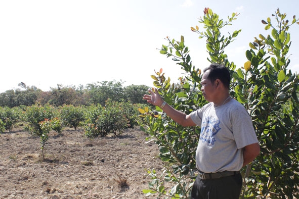 Trưởng buôn Y Tê Bkrông giới thiệu những vườn điều trồng năm thứ hai trong buôn. 