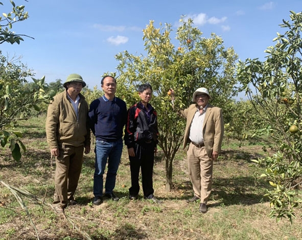 Cán bộ ngành Nông nghiệp huyện Ea Kar khảo sát các vườn cây có múi bị vàng lá.