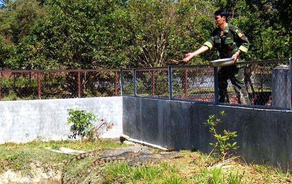 Nhân viên Trạm Động vật hoang dã thuộc BQL Lịch sử - Văn hóa - Môi trường hồ Lắk cho cá sấu ăn.