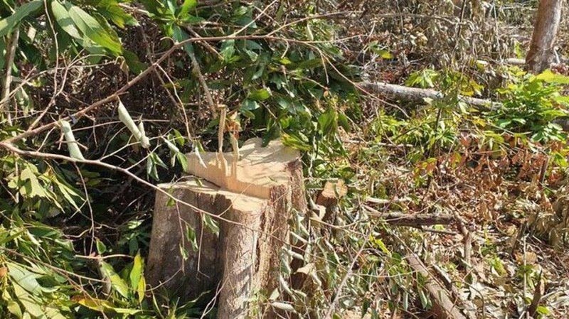 Một cây gỗ đã bị lâm tặc chặt hạ và chuyển đi