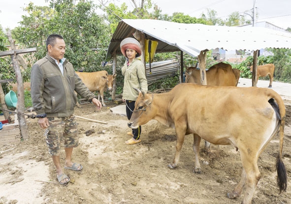 Một hộ đồng bào dân tộc thiểu số trong buôn M'Liêng 2 được ông Quát chuyển giao nuôi bò.