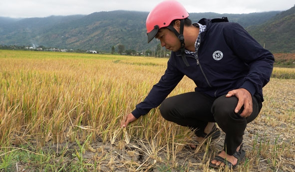 Nhiều diện tích lúa nước tại cánh đồng buôn Plum, xã Ea Trul chết khô vì thiếu nước. 