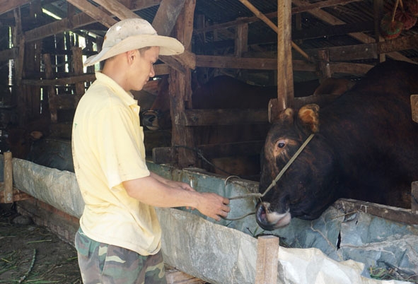 Mô hình nuôi bò nhốt của gia đình anh Nguyễn Minh Cương (thôn 8, xã Hòa Sơn). 