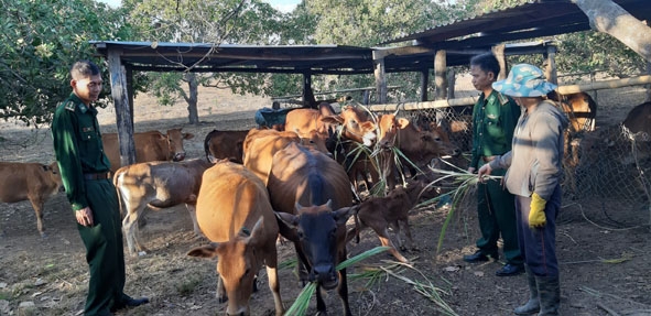 Đội  công tác Đồn  Biên phòng Sêrêpốk đến thăm đàn bò  của  gia đình  chị Mào  Thị Thoa. 