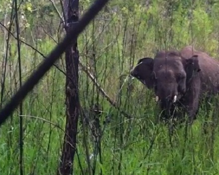 Một cá thể voi rừng được phát hiện tại Vườn quốc gia Yok Đôn (ảnh Dân trí)