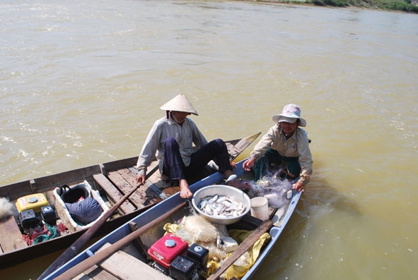 Ngư dân đánh bắt cá mòi trên sông Yên.