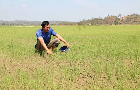 Diện tích lúa đang bị thiếu nước tưới trên địa bàn xã Ea R'bin (huyện Lắk).