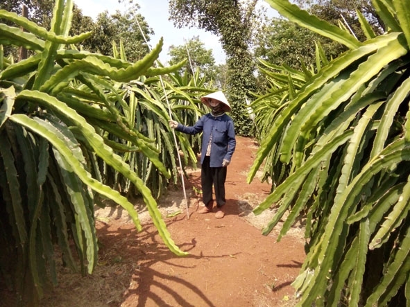 Vườn thanh long sử dụng bóng đèn CFL - 20W NNR660 của chị Trần Thị Xuân Đào (xã Cư Êbur).  