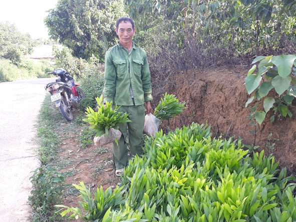 Già làng Giàng A Hòa chuẩn bị cây keo giống để trồng rừng. 