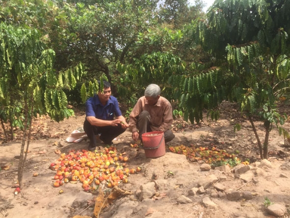 Nông dân xã Ea M'droh thu hoạch hạt điều trồng xen trong vườn cà phê.