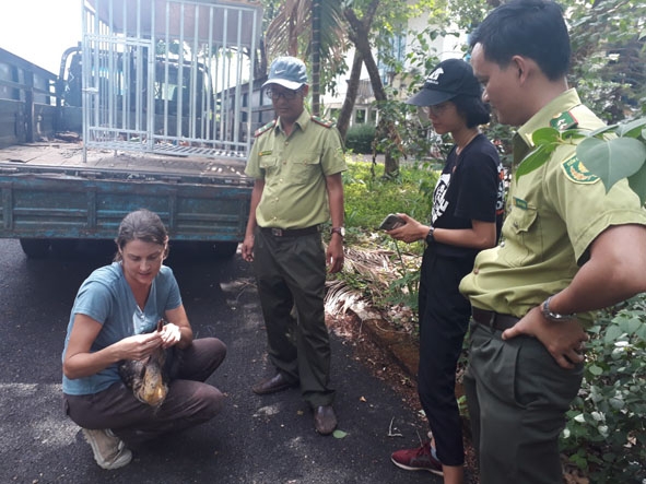  Lực lượng chức năng kiểm tra sức khỏe của chim Già đẫy Java (loài được xếp trong danh mục sách đỏ động vật Việt Nam) trước khi thả về môi trường tự nhiên. (Ảnh do Chi cục Kiểm lâm cung cấp)