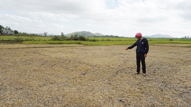 Nhiều diện tích lúa nước tại xã Ea Trul bị khô hạn phải cắt bỏ.