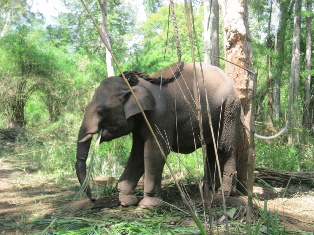 Cá thể voi bị thương được cứu hộ lần đầu vào năm 2013