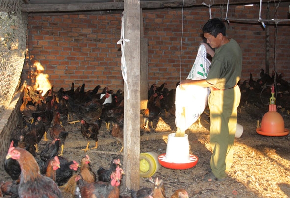 Trang trại của ông Nguyễn Tài Vàng vẫn còn hàng nghìn con gà thịt đã quá ngày xuất chuồng chưa bán được.  