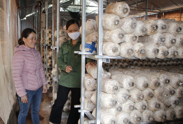 Chị Bùi Thị Bích Ngọc ở thôn Nam Anh, xã Cư Kbô (bên phải) giới thiệu về mô hình trồng nấm bào ngư của gia đình.  