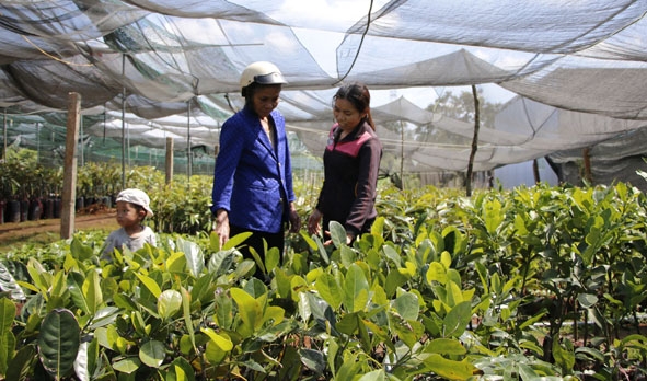 Chị Phạm Thị Phúc ở thôn 2, xã Tân Lập (bên phải) tại vườn ươm cây giống.