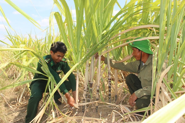 Gia đình ông Nguyễn Văn Minh trồng thử nghiệm cây mía tím trên quê hương mới.