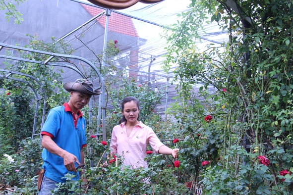Vợ chồng anh Minh, chị Trang chăm sóc vườn hồng. 