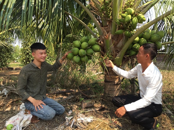 Anh Nguyễn Đức Thành, thôn hiệp hòa, xã Quảng Hiệp, huyện Cư M'gar  (bên trái) chia sẻ kỹ thuật chăm sóc dừa xiêm xanh lùn.
