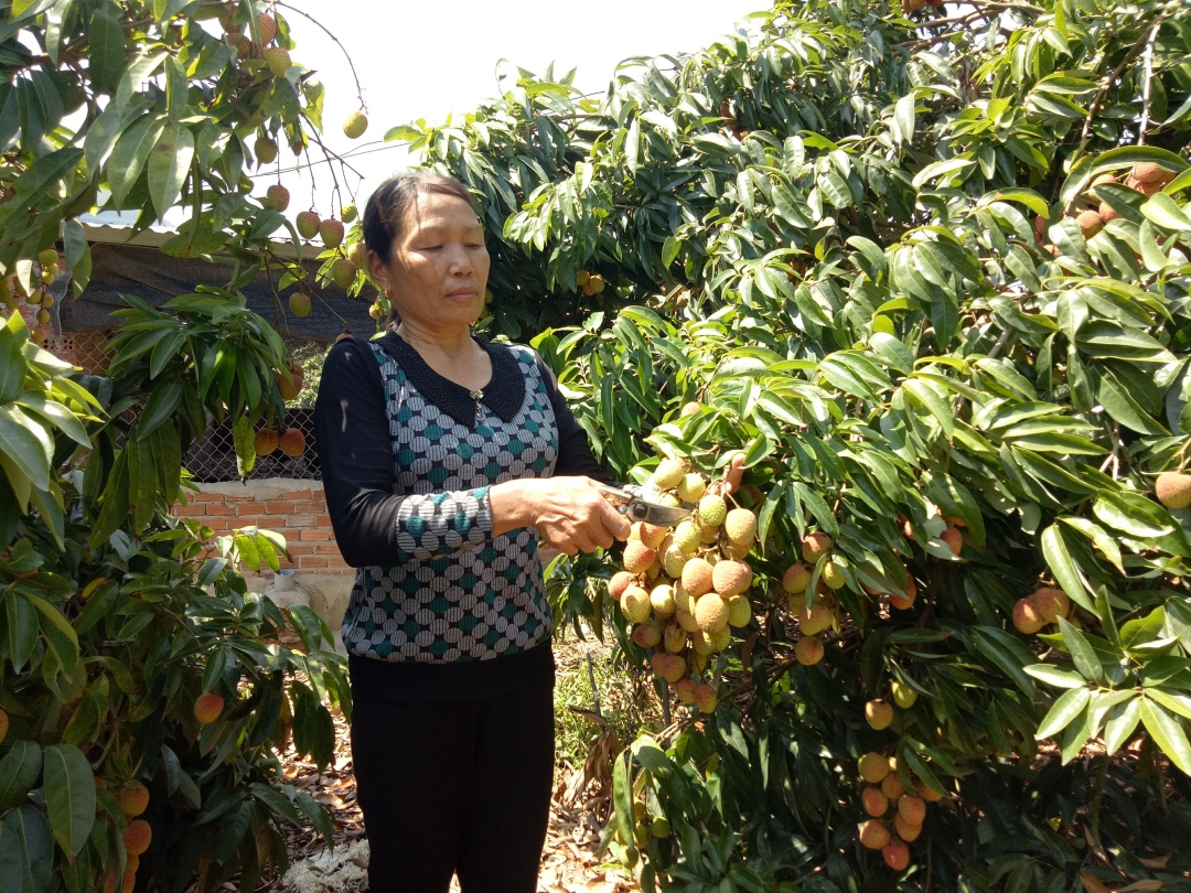 Bà Nguyễn Thị Hiến thu hoạch vải.  