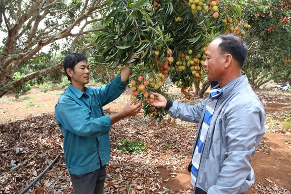 Anh Lương Văn Hiệp (bìa trái) chia sẻ kinh nghiệm trồng vải thiều cho người dân.  