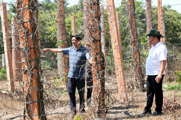 Vườn tiêu của gia đình anh Nguyễn Thanh Tuyến (bên trái) ở thôn 13, xã Ea Pal  chết dần chết mòn chỉ còn trụ.  