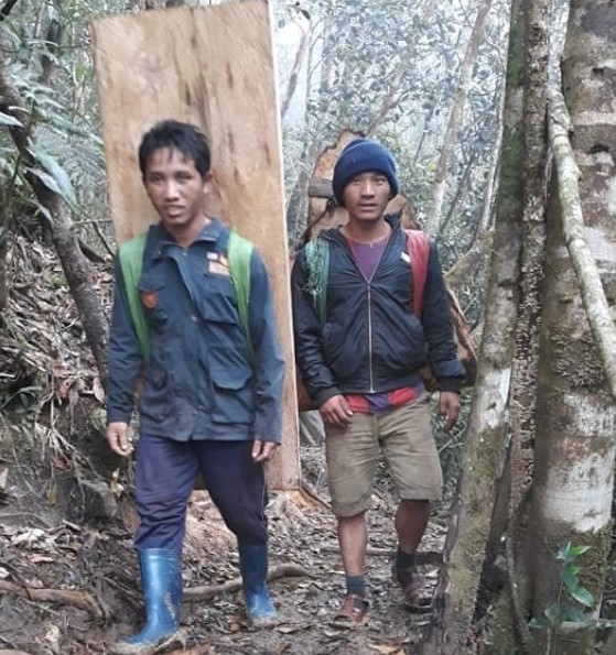 Lâm tặc gùi gỗ pơ mu chặt trộm trong rừng của Công ty TNHH MTV Lâm nghiệp Krông Bông ra ngoài
