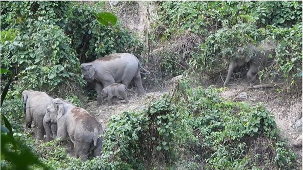 Đàn voi rừng 8 cá thể, trong đó có voi con một tuổi tại Khu bảo tồn voi Nông Sơn.    Ảnh: Tổ chức Bảo tồn thiên nhiên thế giới (WWF)
