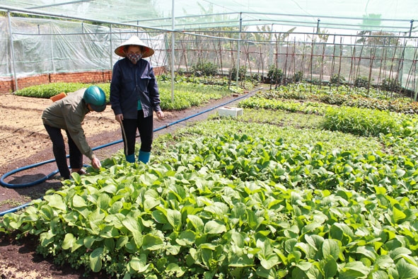 Mô hình trồng rau trong nhà lưới sử dụng hệ thống tưới tiết kiệm của một hộ dân ở xã Hòa Phú  (TP. Buôn Ma Thuột). 