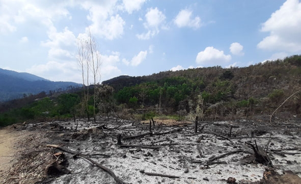 Hiện trường vụ cháy rừng xảy ra tại xã Ea Lai vừa qua.
