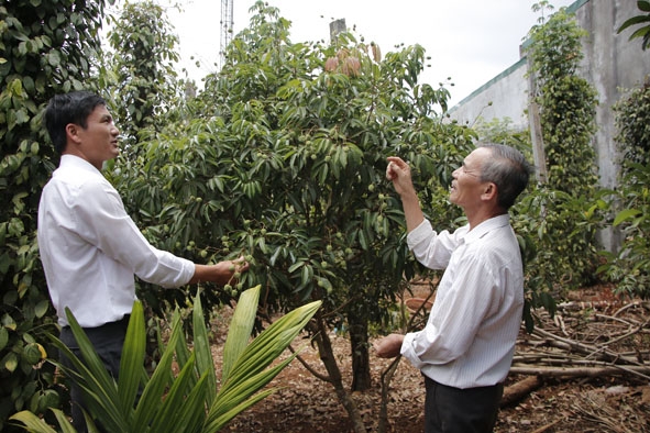 Ông Nguyễn Xuân Hoàng, Phó Bí thư Thường trực Đảng ủy xã Cư Klông (bên trái) tham quan mô hình trồng vải xen tiêu của gia đình đảng viên.