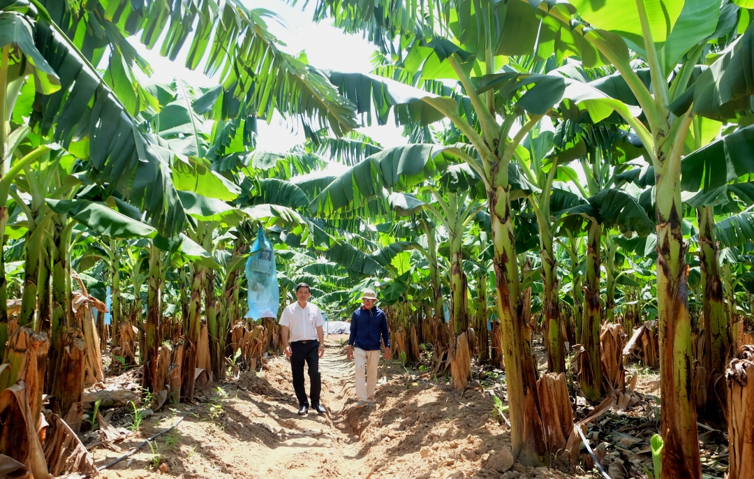 Vườn chuối Nam Mỹ được trồng bằng phương pháp cấy mô công nghệ cao của Công ty Cổ phần KD Green Farm đầu tư. 