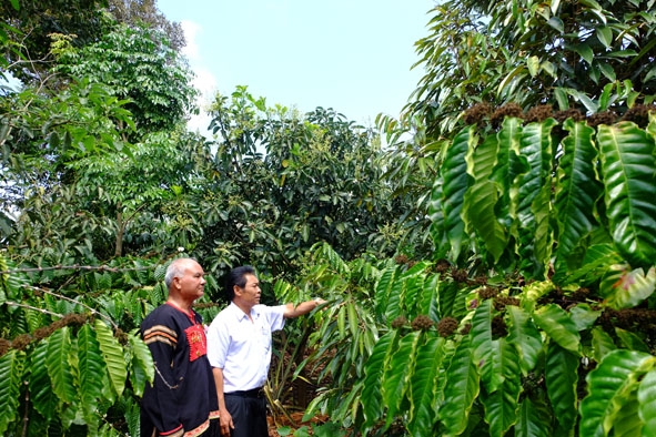 Vườn cà phê của gia đình ông Y Bhem Knul ở buôn Jắt B, xã Ea Hiu (huyện Krông Pắc). 
